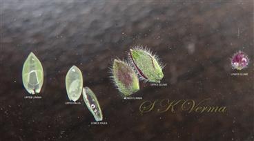 Parts of spikelet